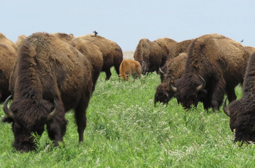 Prairie State Park, Missouri, USA